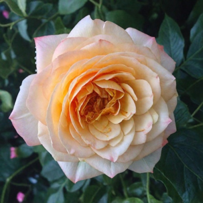 Роза АБЕЙ ДЕ СЕНТ-АМАН шраб в Петропавловске