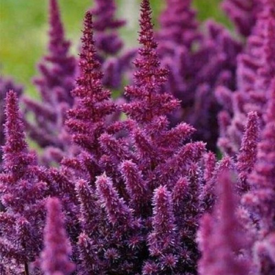 Астильба ПЕПЛ РЕЙН гибридная в Петропавловске