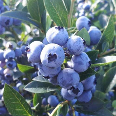 Голубика ХАННА ЧОЙС в Петропавловске