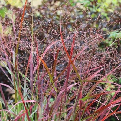 Просо РЕБРАУН прутьевидное в Петропавловске