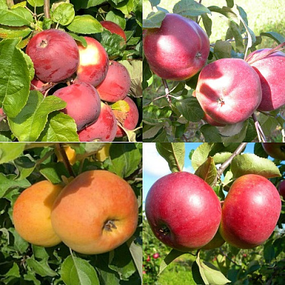 Комплект ЯБЛОНЕВЫЙ КВАРТЕТ в Петропавловске