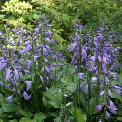 Хоста ГАРРИ ВАН ТРИЕР в Петропавловске