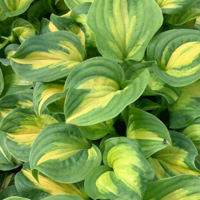 Хоста ЭМЕРАЛЬД ЧАРДЖЕР гибридная в Петропавловске