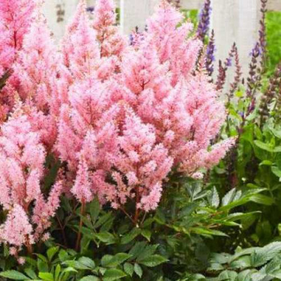 Астильба ЛУК ЭТ МИ японская в Петропавловске