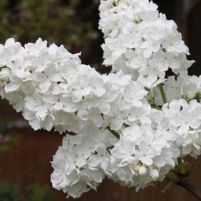 Сирень ФЛОРА в Петропавловске