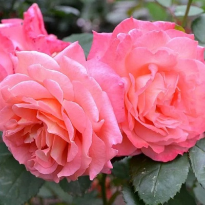 Роза ИНСТИТУТ ЛЮМЬЕР шраб в Петропавловске