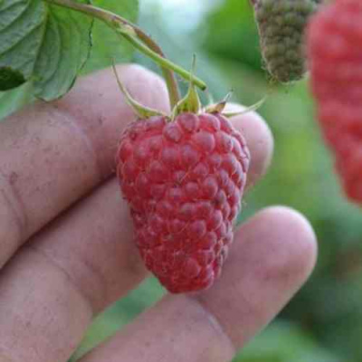 Малина КОРПИКО в Петропавловске