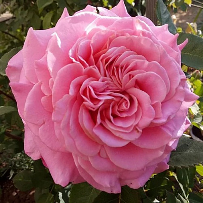 Роза ЭШЛИ чайно-гибридная в Петропавловске