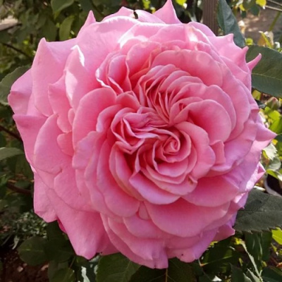 Роза ЭШЛИ чайно-гибридная в Петропавловске