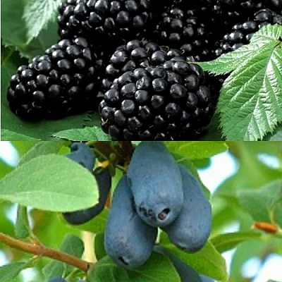 Комплект ЯГОДНЫЙ ДУЭТ в Петропавловске