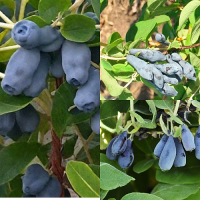 Комплект СЕВЕРНЫЕ ВИТАМИНЫ в Петропавловске