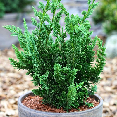 Кипарисовик ВИСЕЛЛИ лавсона в Петропавловске