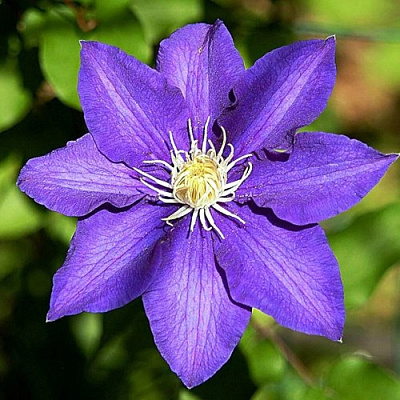 Клематис ЗЕ ПРЕЗИДЕНТ в Петропавловске