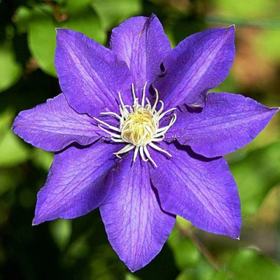 Клематис ЗЕ ПРЕЗИДЕНТ в Петропавловске