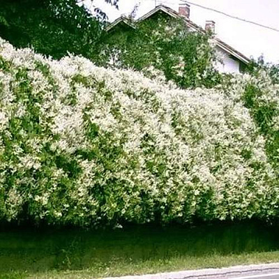 Фаллопия в Петропавловске