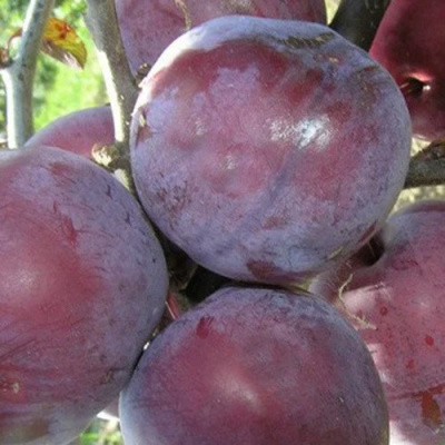 Слива ПАННА  в Петропавловске