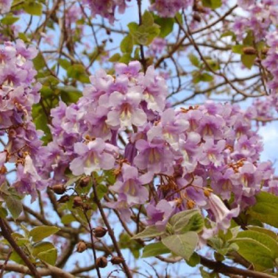 Павлония ПАО ТОГН Z07 в Петропавловске