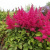 Астильба САННИ ДЕЙ гибридная в Петропавловске