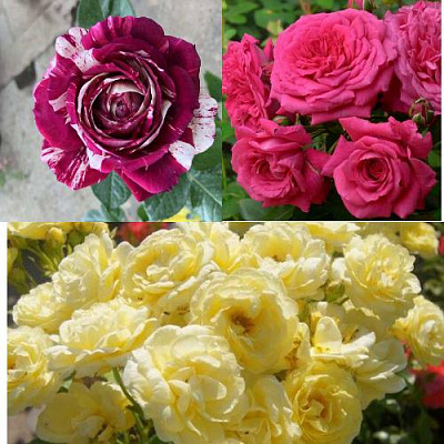 Комплект РОЗОВЫЙ АКЦЕНТ в Петропавловске