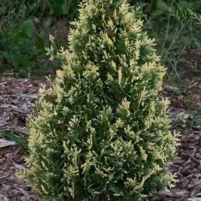 Туя БРАБАНТ ВАРИЕГАТТА западная в Петропавловске