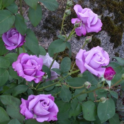 Роза СИЛЬВЕР СТАР чайно-гибридная в Петропавловске