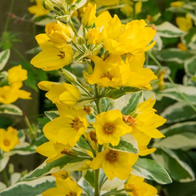 Вербейник АЛЕКСАНДР точечный в Петропавловске