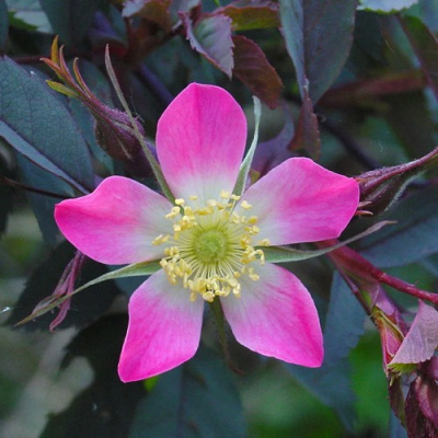 Роза сизая в Петропавловске