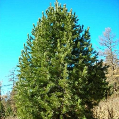 Сосна кедровая сибирская в Петропавловске