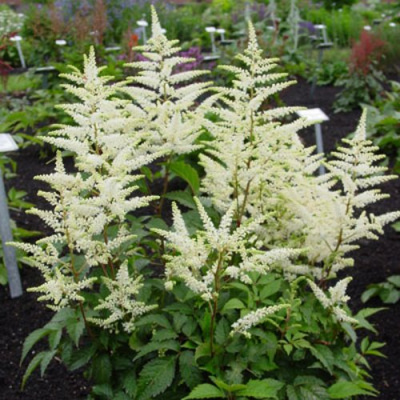 Астильба БРАУТШЛЕЙЕР Арендса в Петропавловске