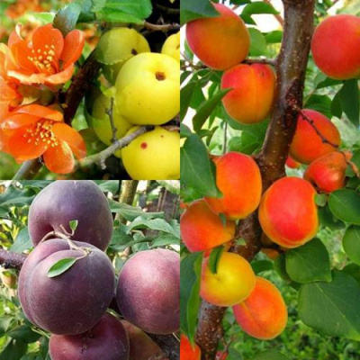 Комплект САД ДЛЯ ГУРМАНА в Петропавловске