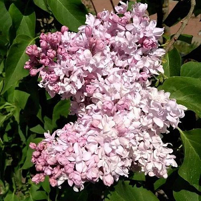 Сирень МИЛОСЕРДИЕ в Петропавловске