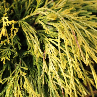 Кипарисовик ГОЛДЕН МОП горохоплодный в Петропавловске