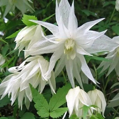 Княжик АЛЬБИНА ПЛЕНА белый махровый в Петропавловске