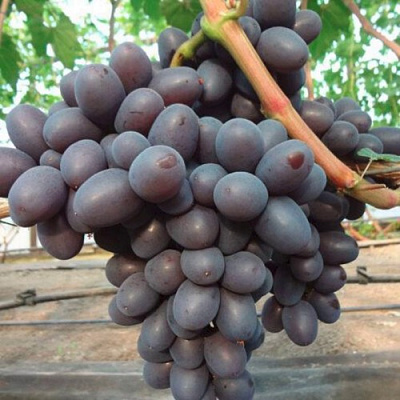 Виноград ПОДАРОК НЕСВЯТАЯ в Петропавловске