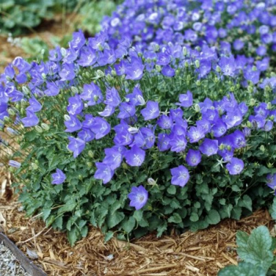 Колокольчик САНТА карпатский в Петропавловске