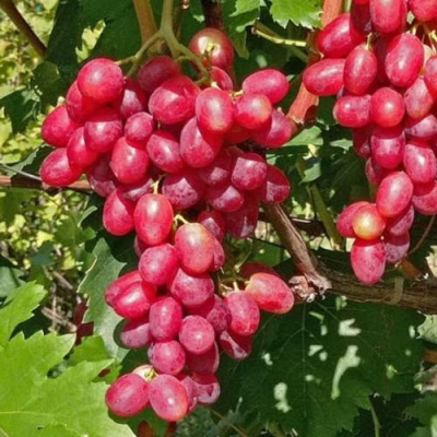 Виноград БАСАНТИ в Петропавловске