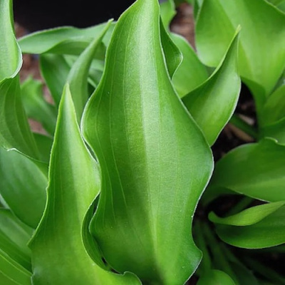 Хоста ГАРРИ ВАН ТРИЕР в Петропавловске