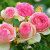 Роза ПЬЕР ДЕ РОНСАР плетистая в Петропавловске