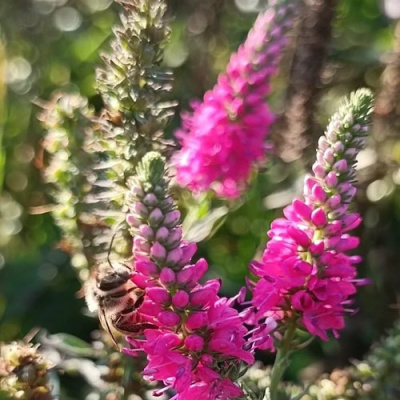 Вероника РОЗЕА колосковая в Петропавловске