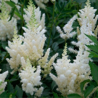 Астильба ХЭППИ ДЕЙ Арендса в Петропавловске