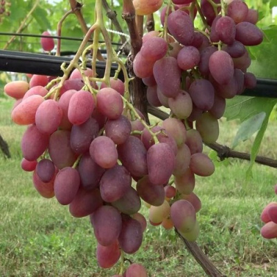 Виноград ВИКТОР в Петропавловске