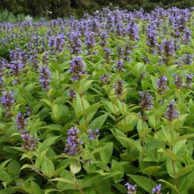 Котовник БЛЮ ДРИМС полусидячий в Петропавловске
