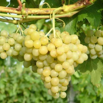 Виноград ЦИТРОННЫЙ МАГАРАЧА в Петропавловске