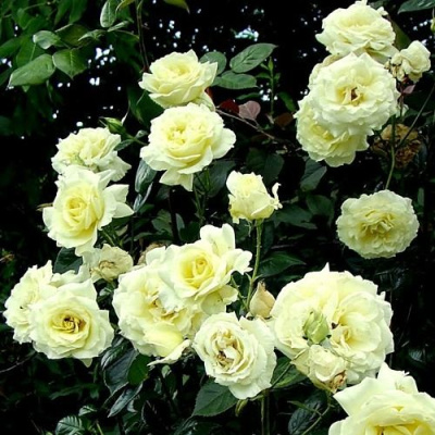 Роза ЭЛЬФ плетистая в Петропавловске