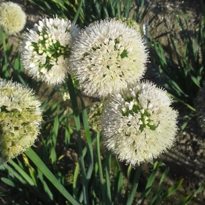 Лук слизун в Петропавловске