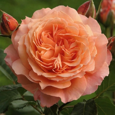 Роза БЕЛЬВЕДЕР шраб в Петропавловске