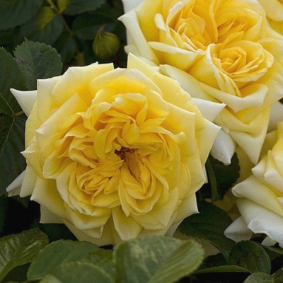 Роза НАДЯ МЕЙДИЛАНД почвопокровная в Петропавловске