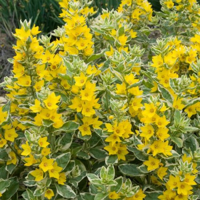 Вербейник АЛЕКСАНДР точечный в Петропавловске