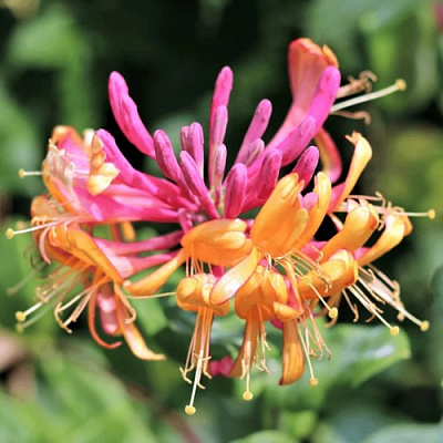 Жимолость ГЕКРОТА в Петропавловске