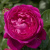 Роза АНУШКА чайно-гибридная в Петропавловске